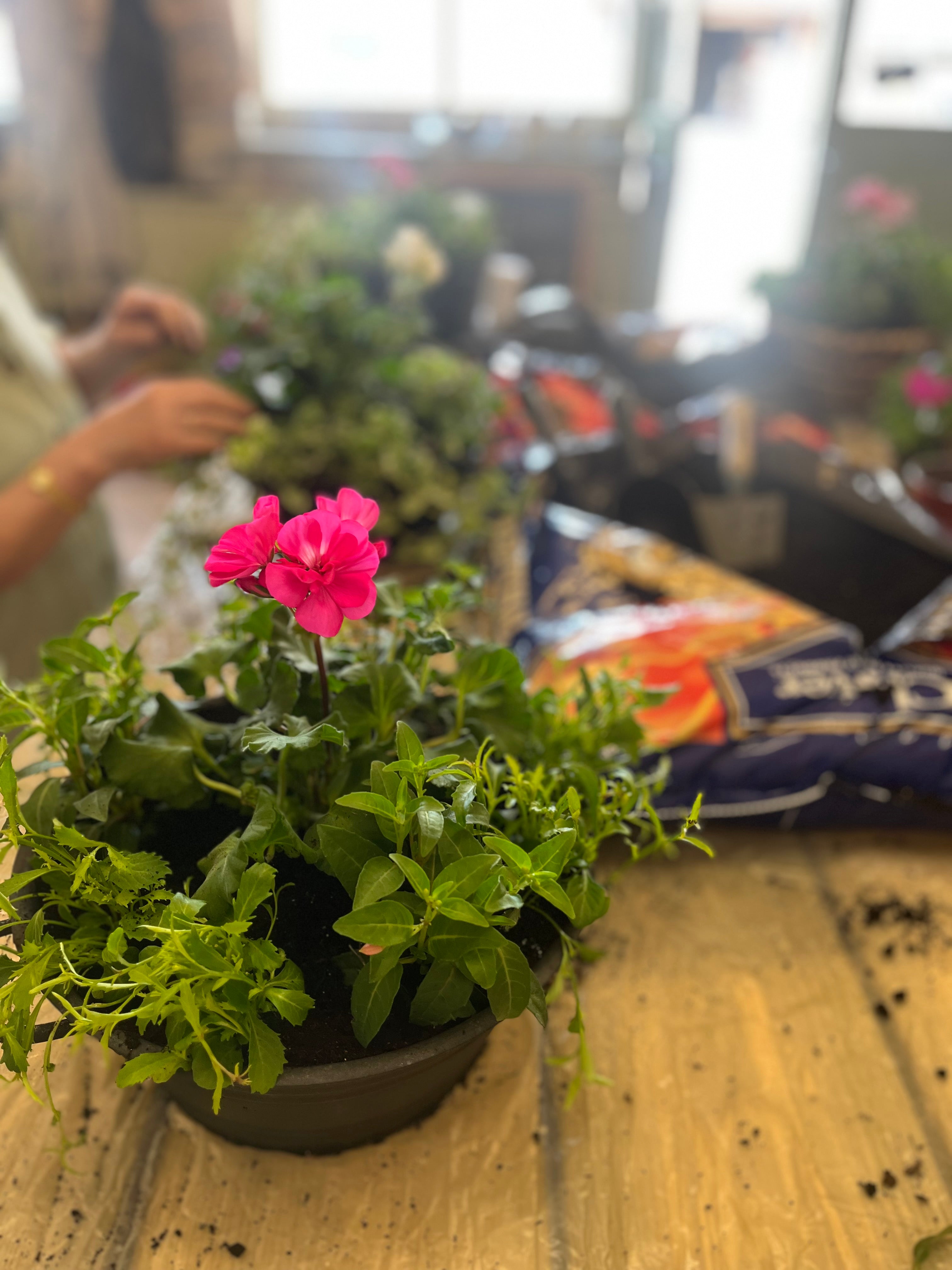 Hanging basket and planter drop in class. Sunday 17th May 2026 11am-1pm